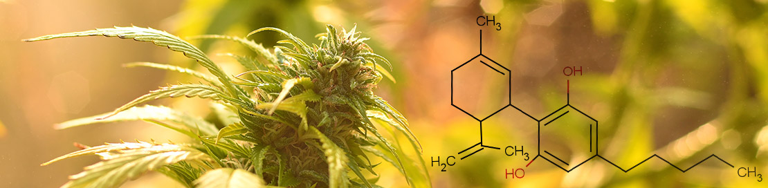 CBD Molecule of Hemp Plant